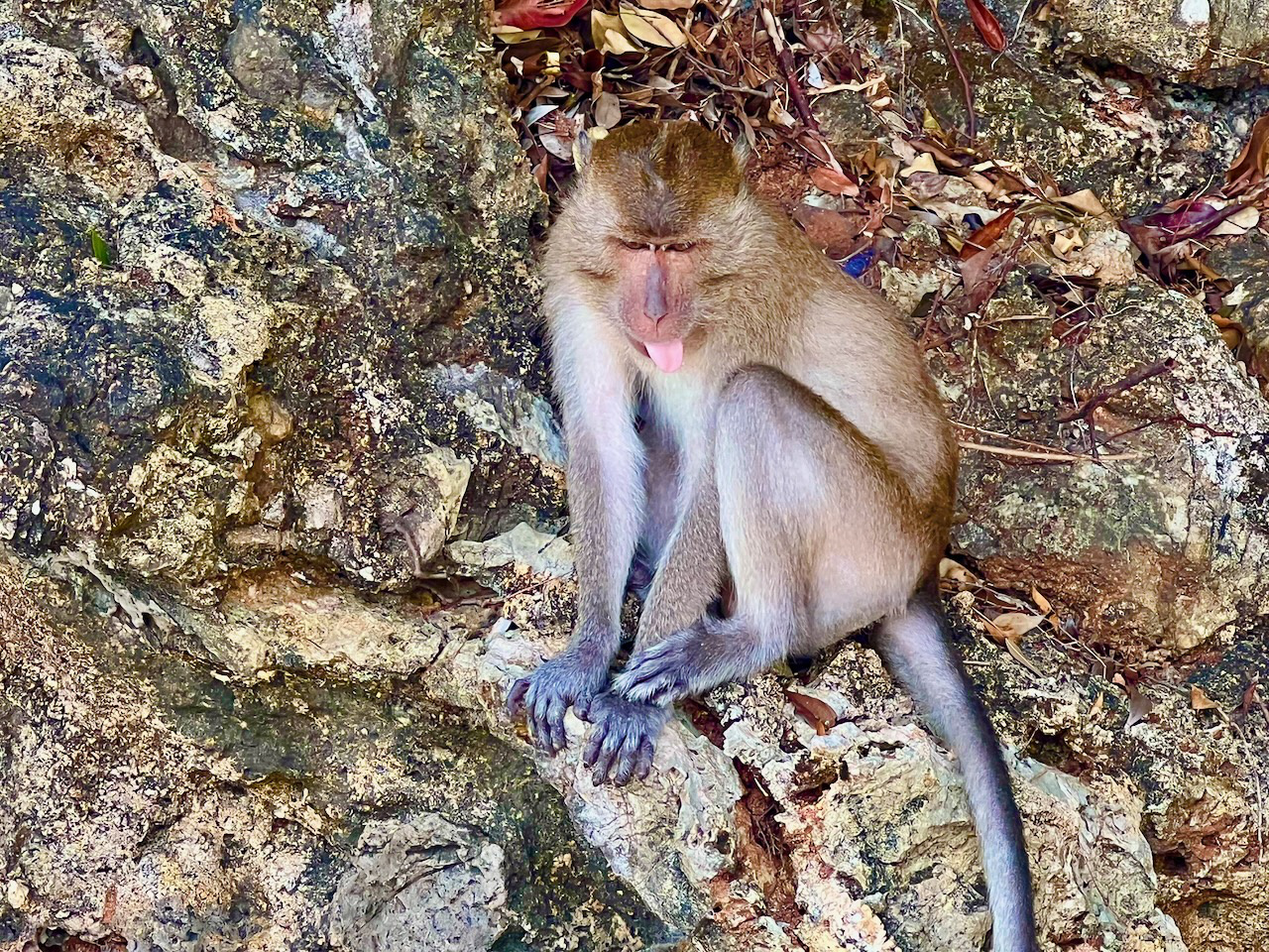 Don’t touch the monkeys!