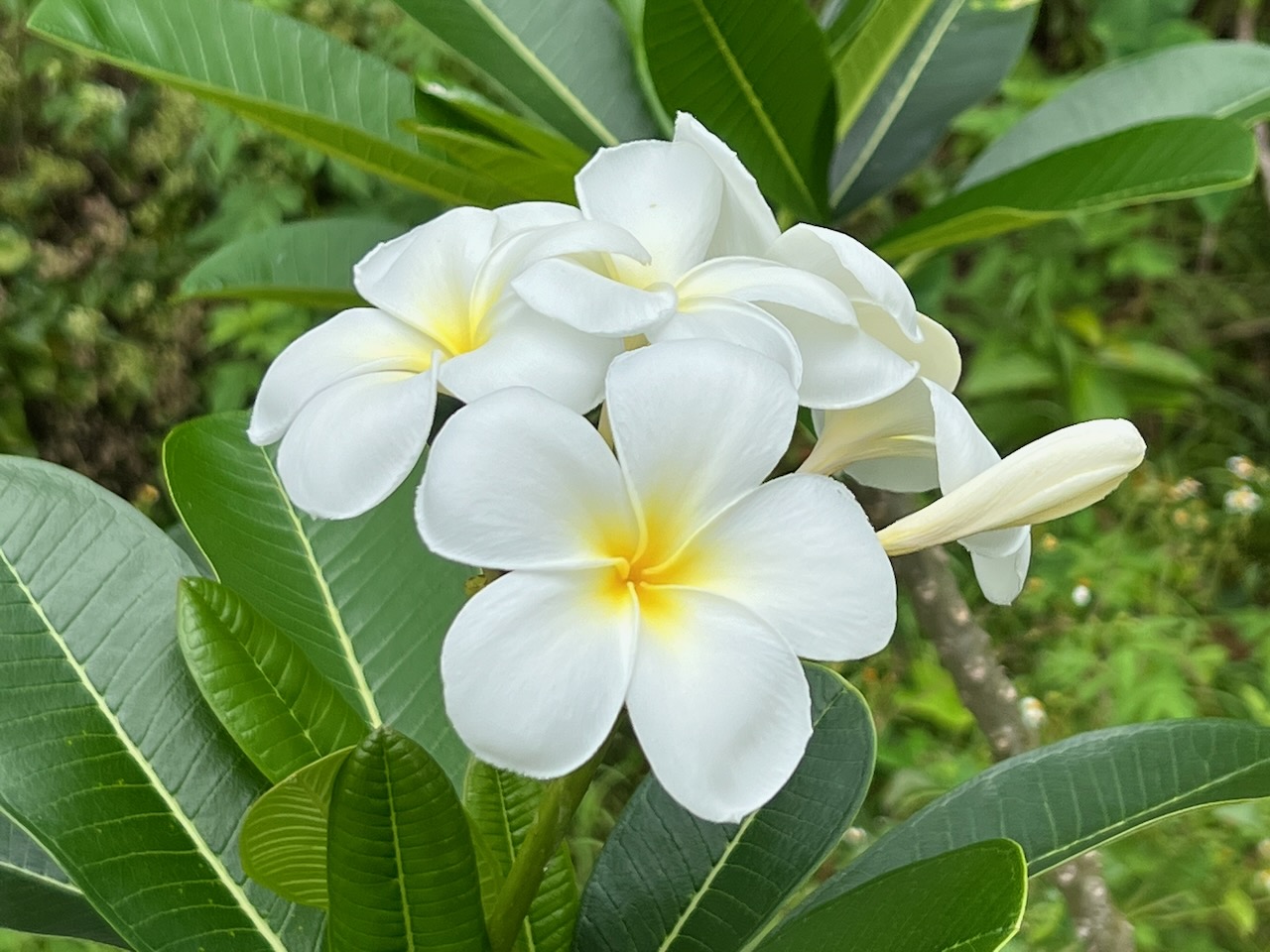Stop and smell the… plumeria