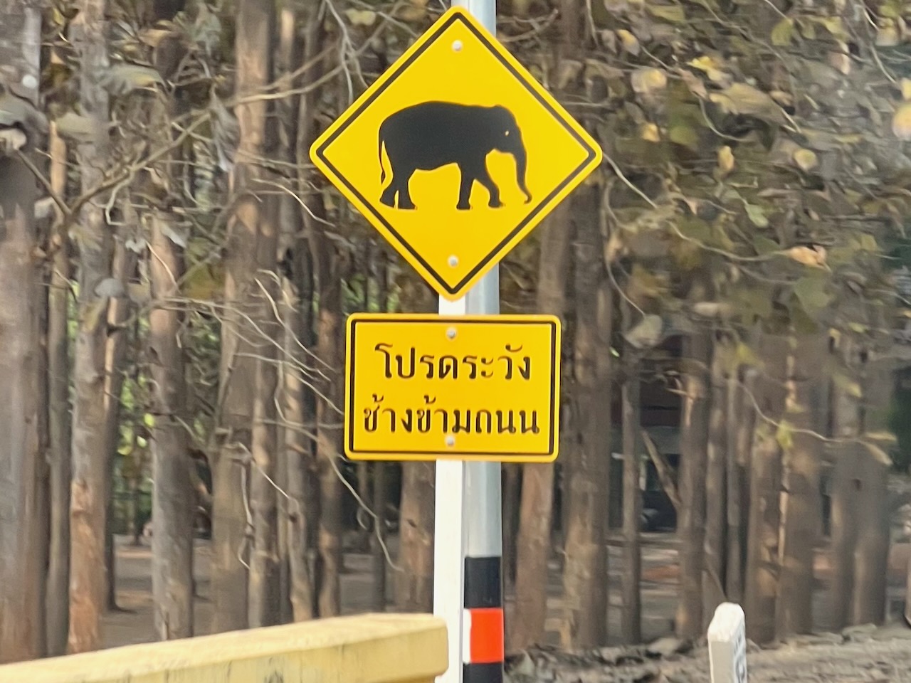 Caution- Elephant Crossing