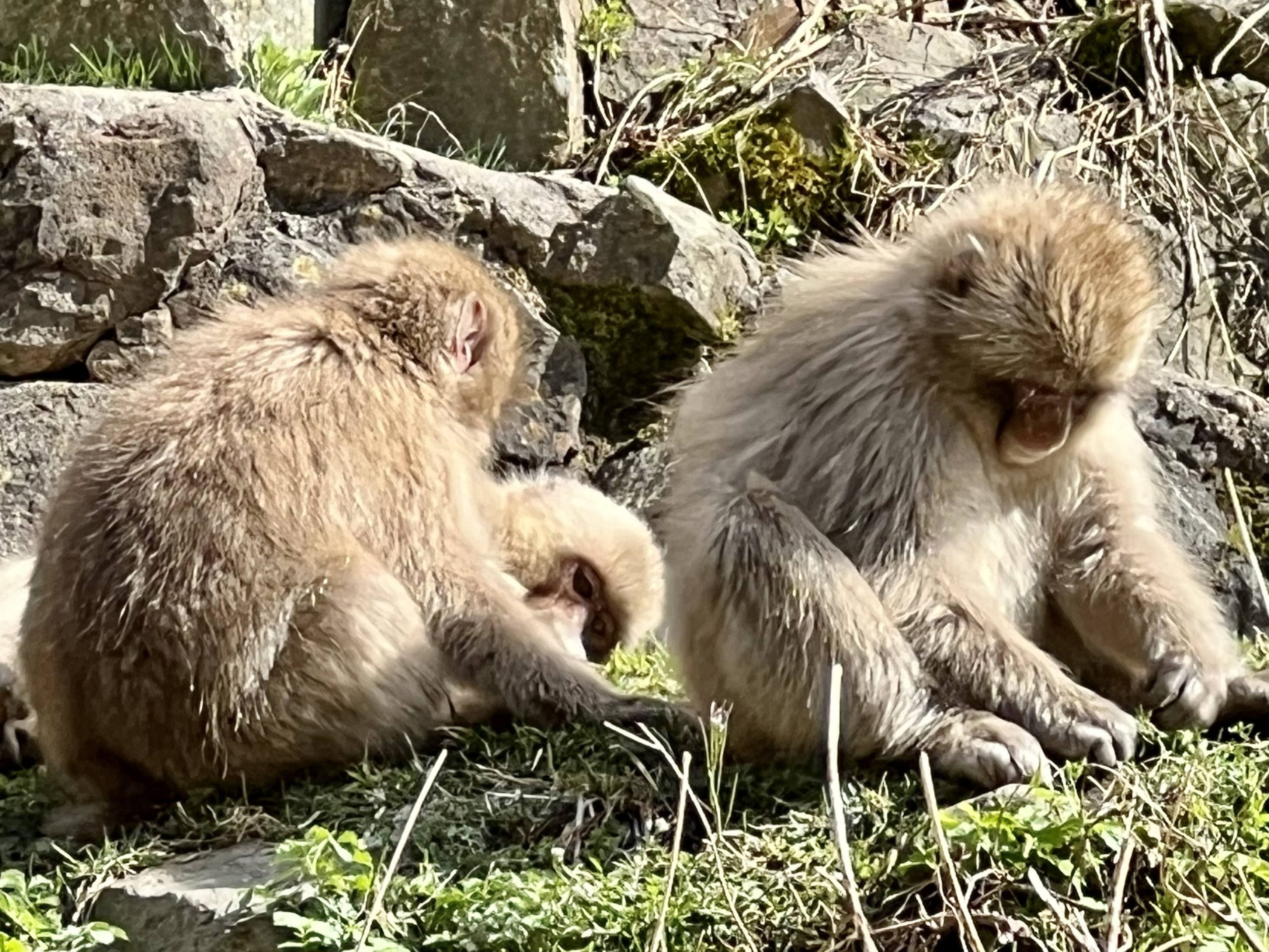 There’s no monkeys like snow monkeys