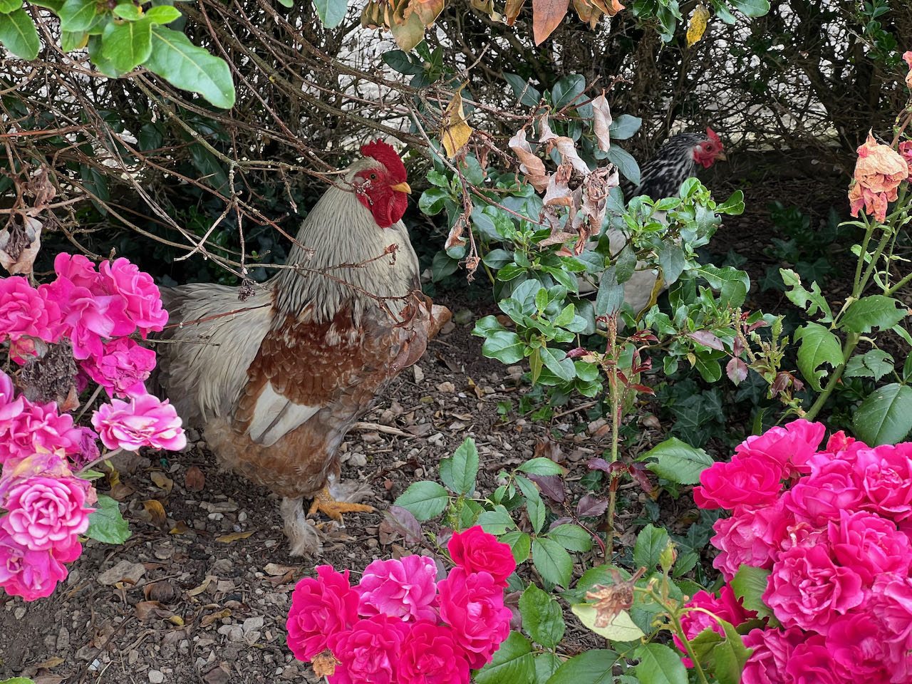 Flowery villages to the north