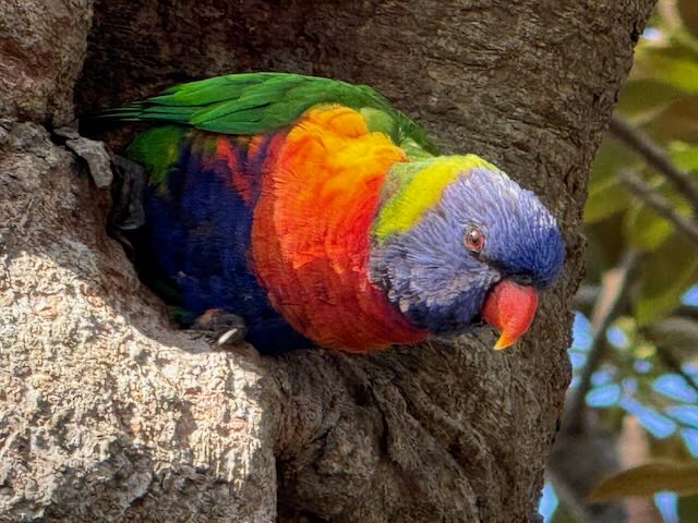 Fig-eating Flying Foxes
