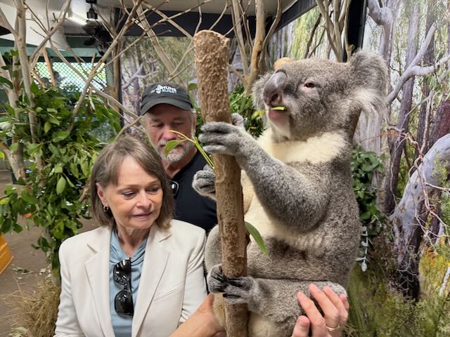 Blue Mountains and Grey Koalas