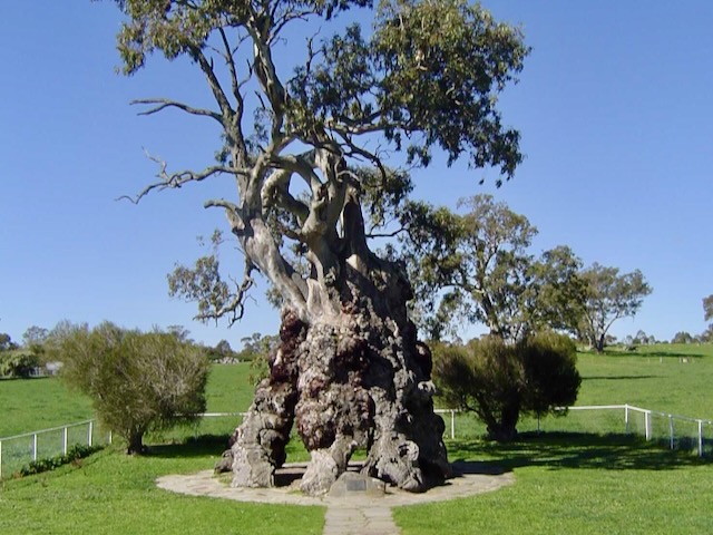 The ultimate treehouse