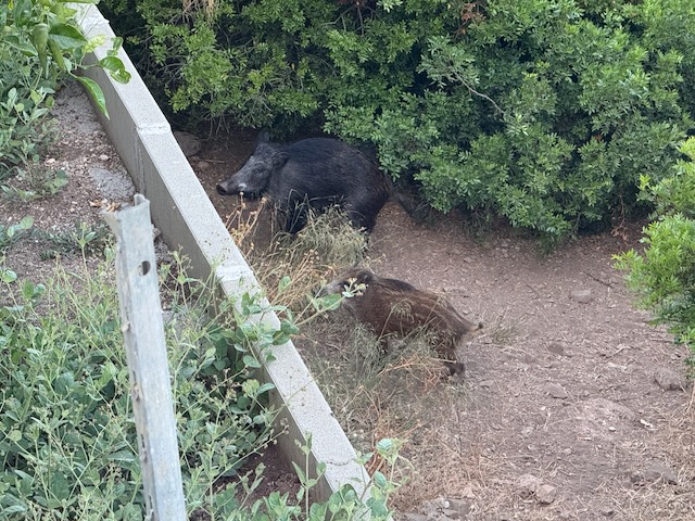 Wild boar sandwiches