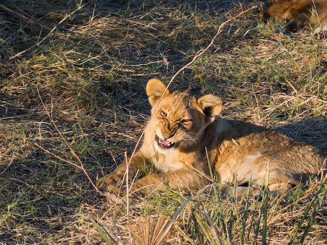 Off on safari for reals