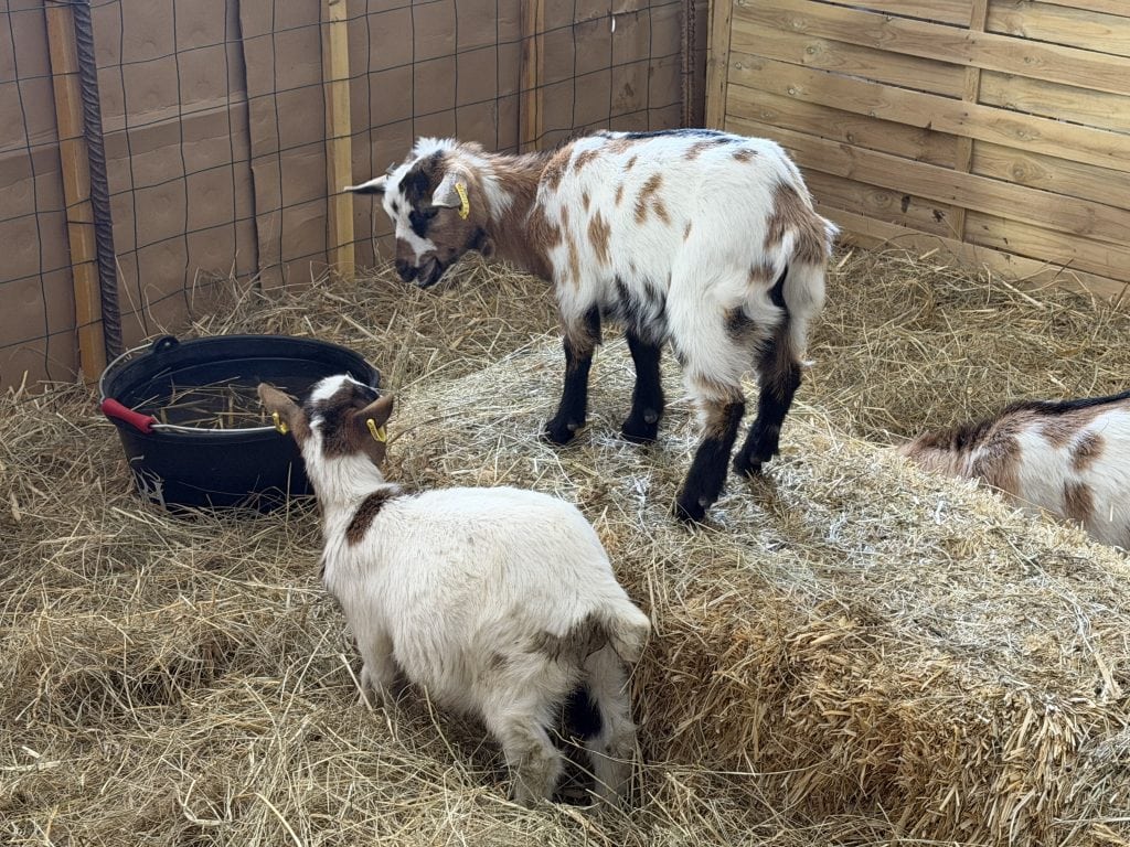 A couple of young nanny goats (kids) playing 'king of the hill' on a bale of hay.