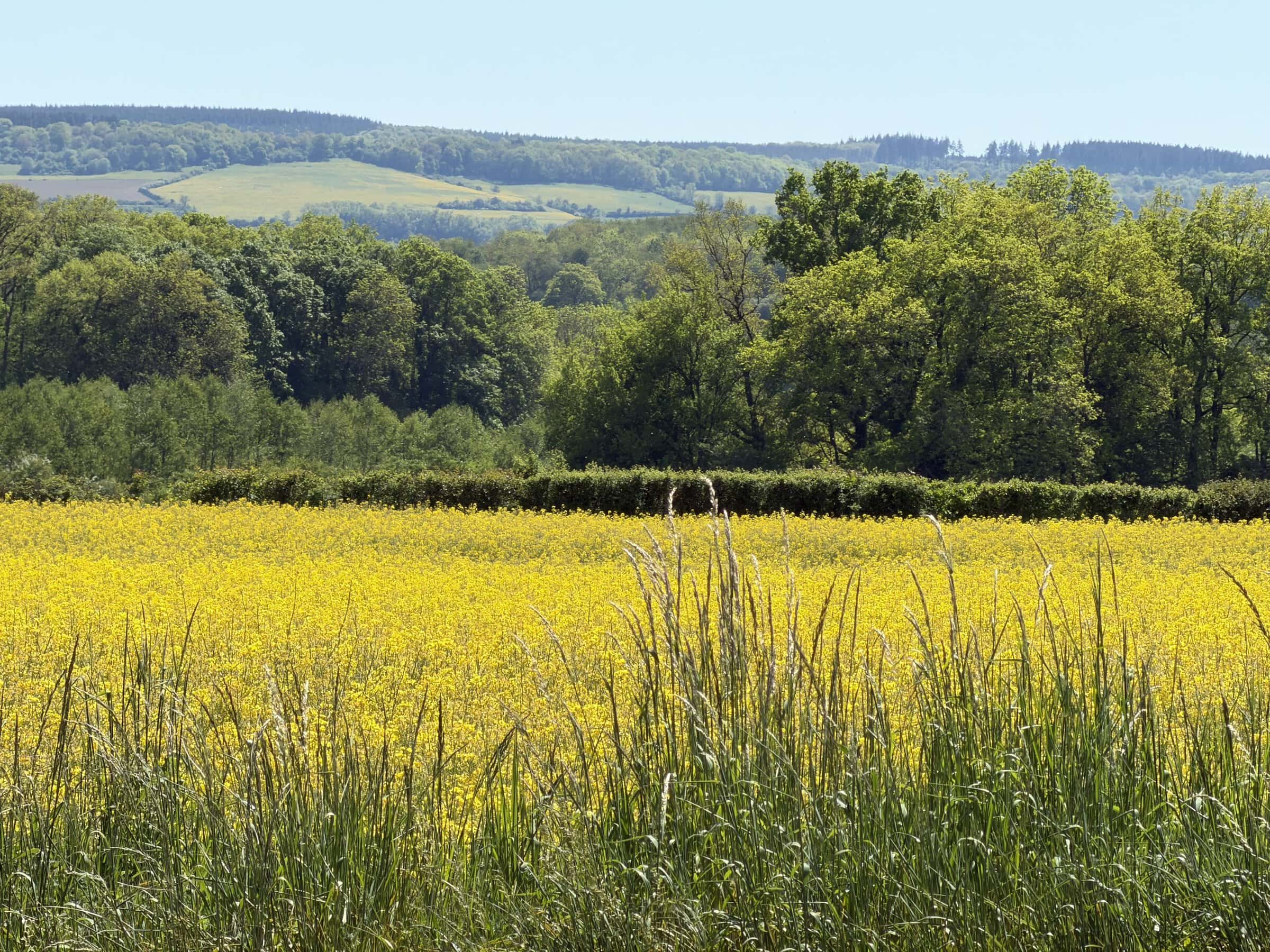A bright yellow field of Rape Seed (canola oil) flowers
