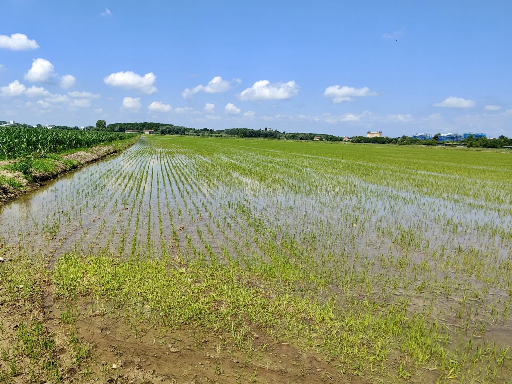 Rice paddies near Vercelli