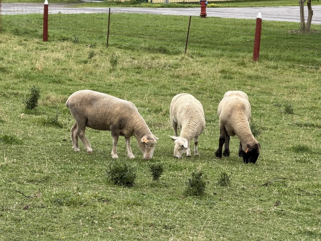 Sheep grazing